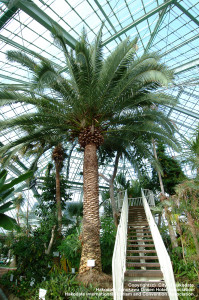 函館熱帯植物園②